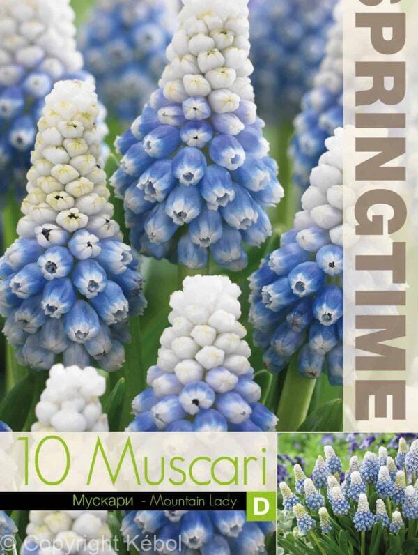 Muscari Mountain Lady - RB