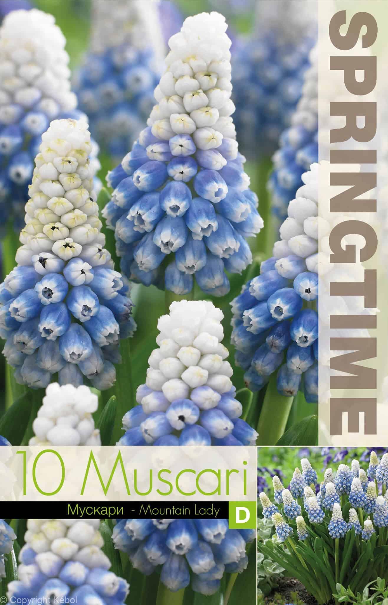 Muscari Mountain Lady - RB