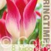 Tulipa Whispering Dream - RB