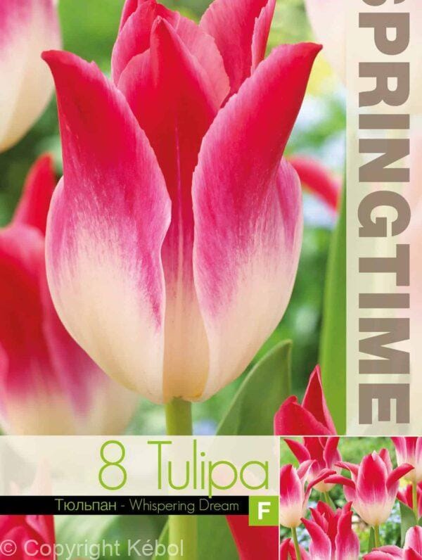 Tulipa Whispering Dream - RB
