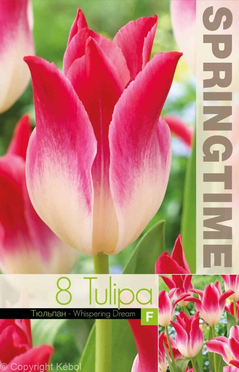 Tulipa Whispering Dream - RB