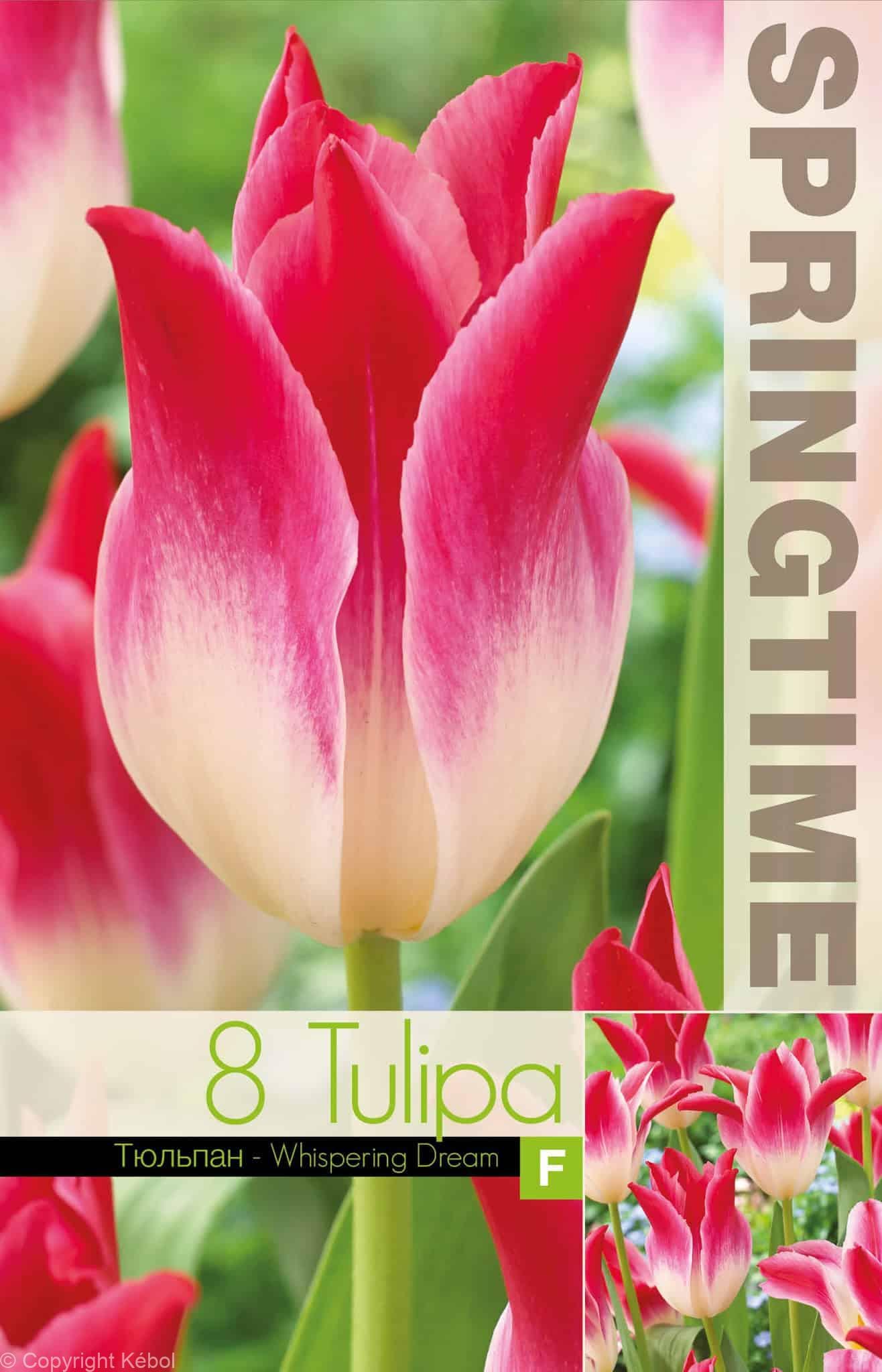 Tulipa Whispering Dream - RB