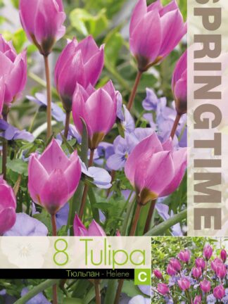 Tulipa Helene - RB