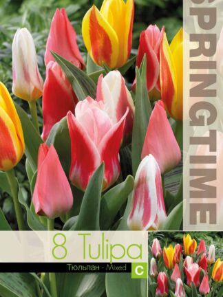 Tulipa Tulipa Botanical Mixed - RB
