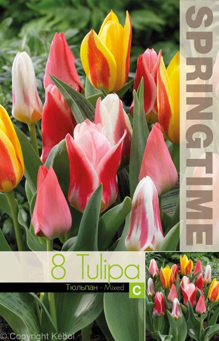 Tulipa Tulipa Botanical Mixed - RB