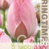 Tulipa Mystic van Eijk - RB