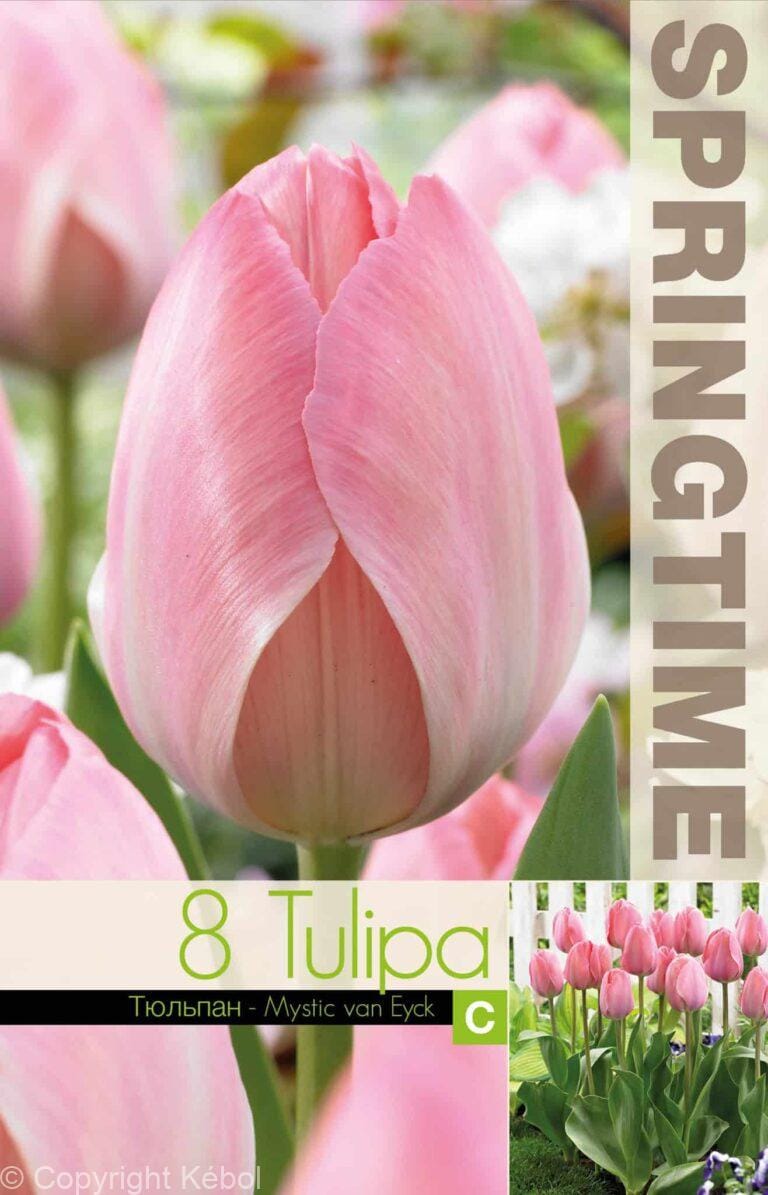 Tulipa Mystic van Eijk - RB
