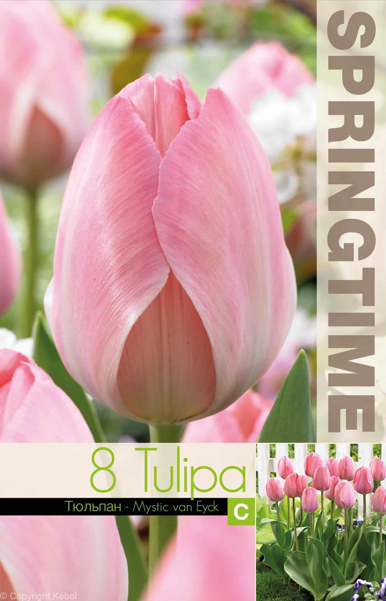 Tulipa Mystic van Eijk - RB