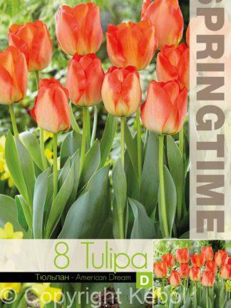 Tulipa American Dream - RB