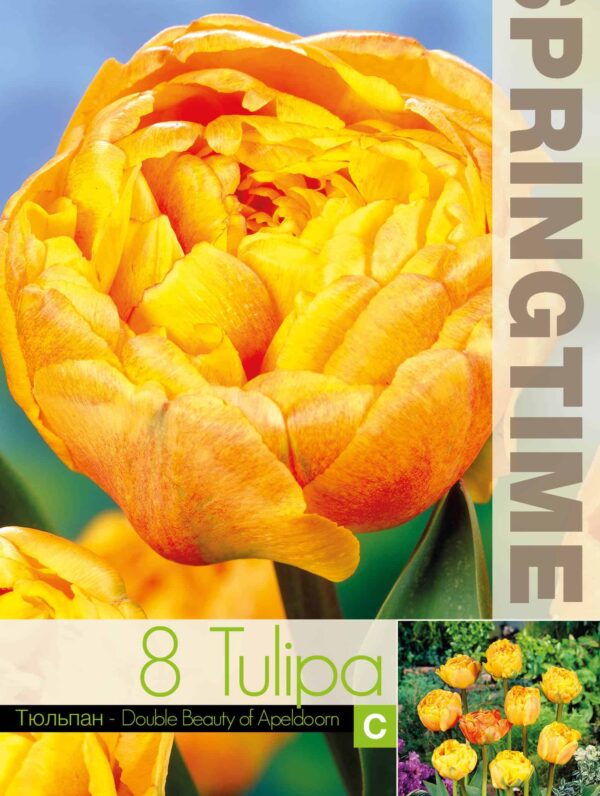 Tulipa Double Beauty of Apeldoorn - RB