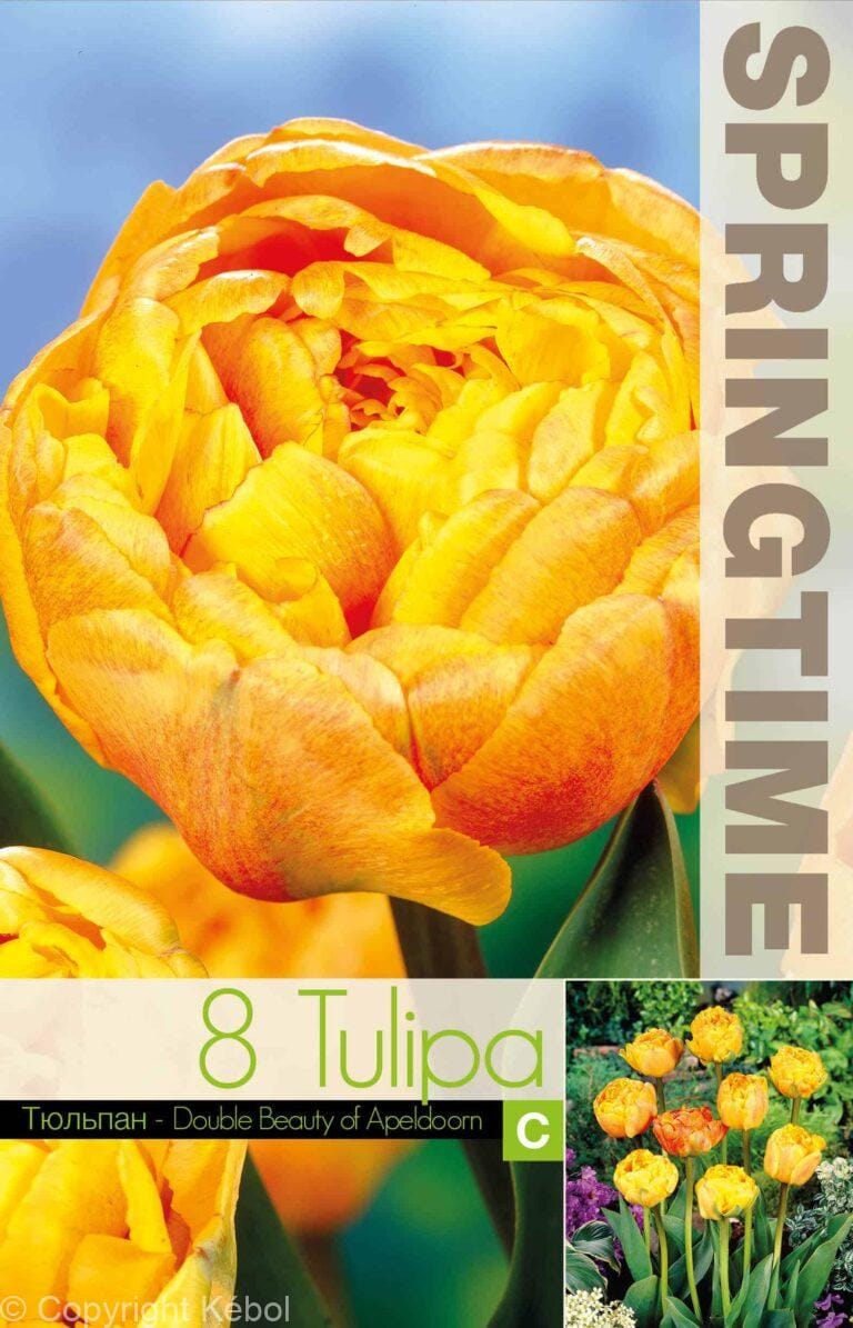 Tulipa Double Beauty of Apeldoorn - RB