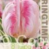 Tulipa Silver Parrot - RB