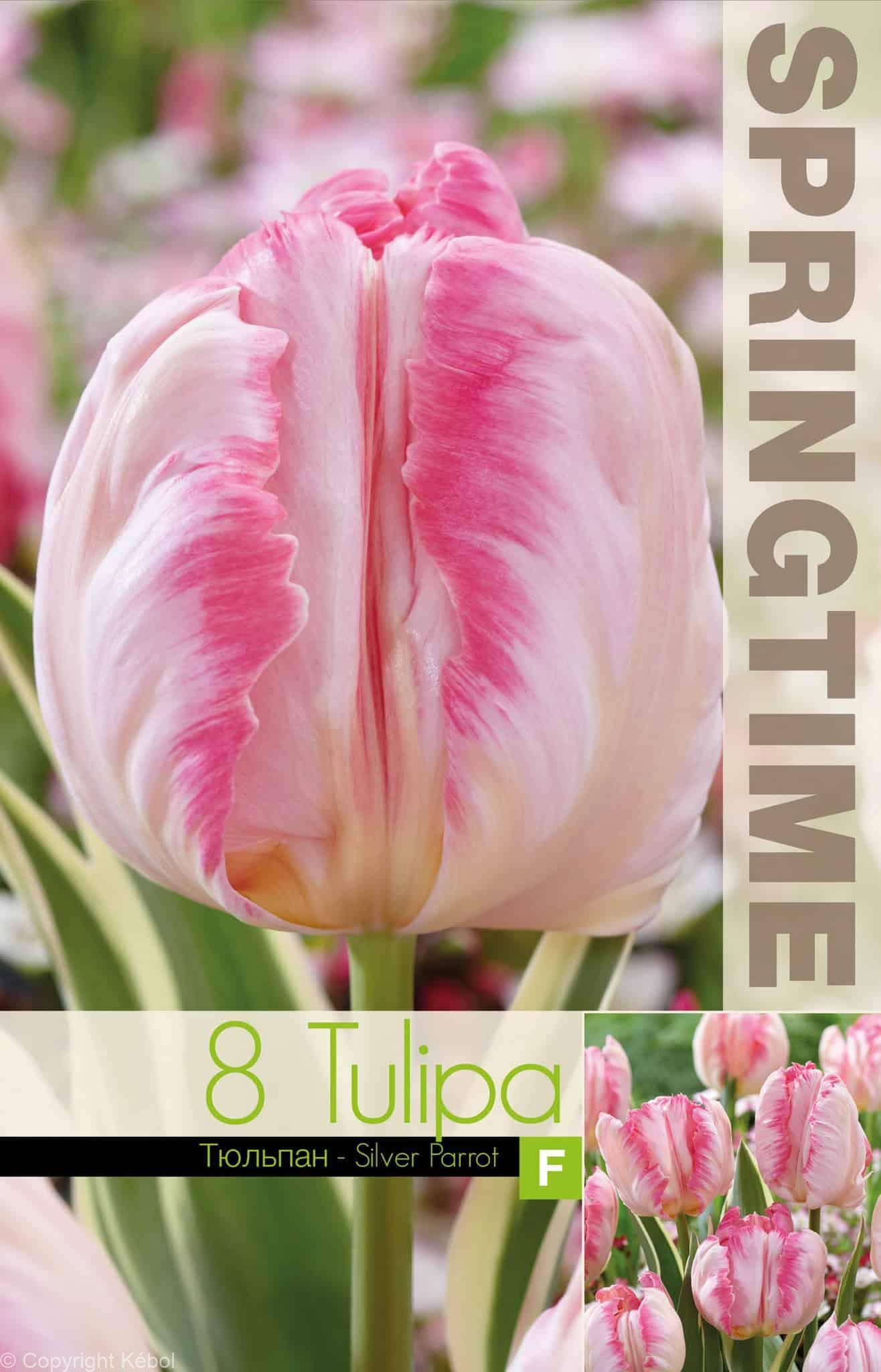 Tulipa Silver Parrot - RB