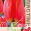Tulipa World's Fire - RB