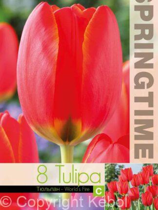 Tulipa World's Fire - RB