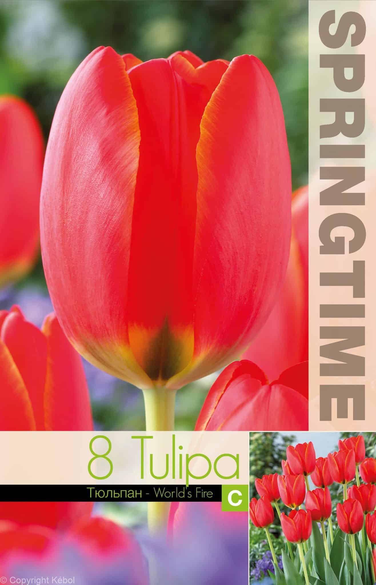 Tulipa World's Fire - RB