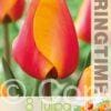 Tulipa Cash - RB