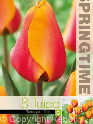 Tulipa Cash - RB