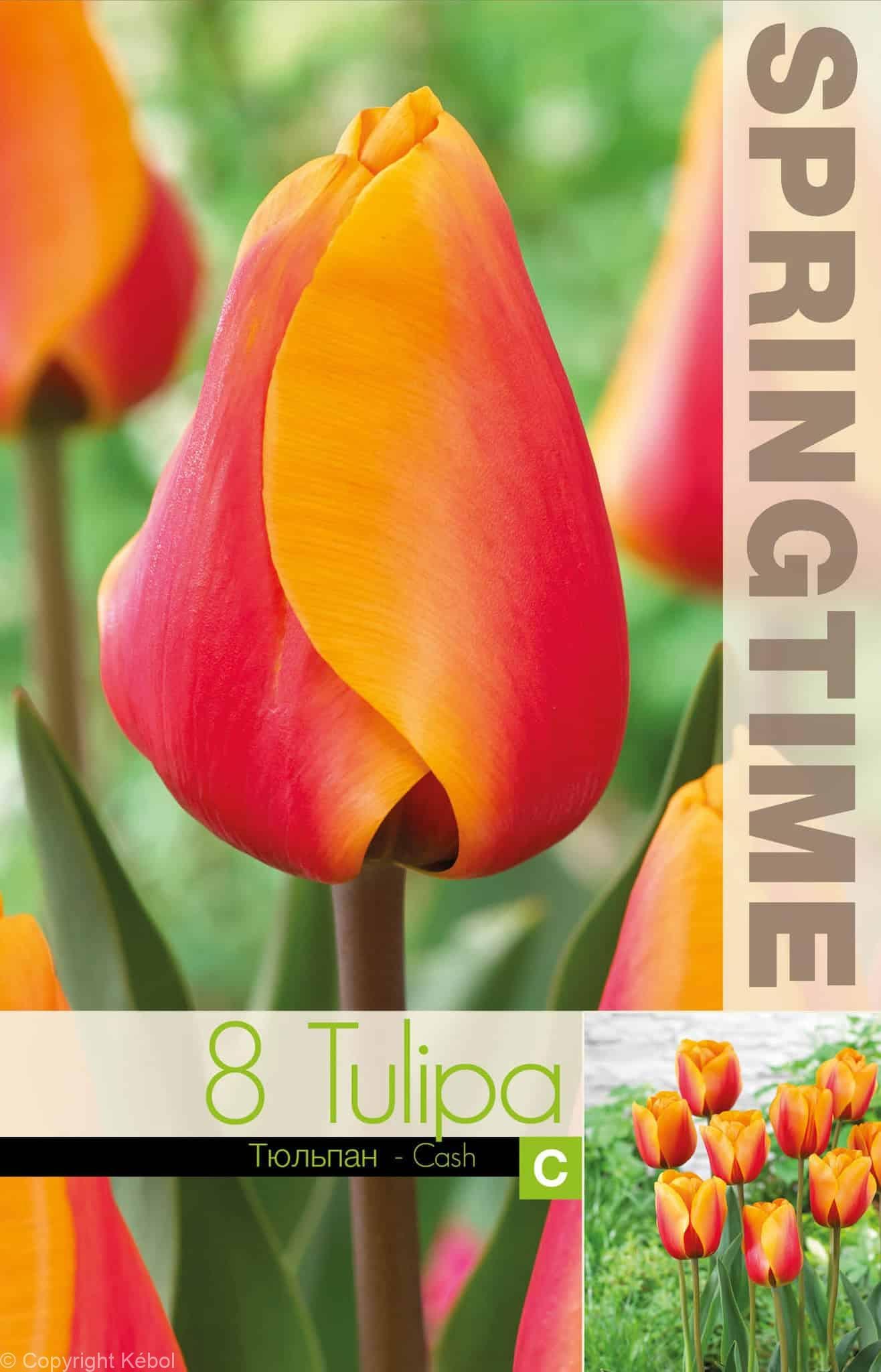 Tulipa Cash - RB