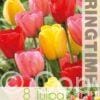 Tulipa Darwin Hybrid Mixed - RB