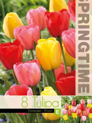 Tulipa Darwin Hybrid Mixed - RB