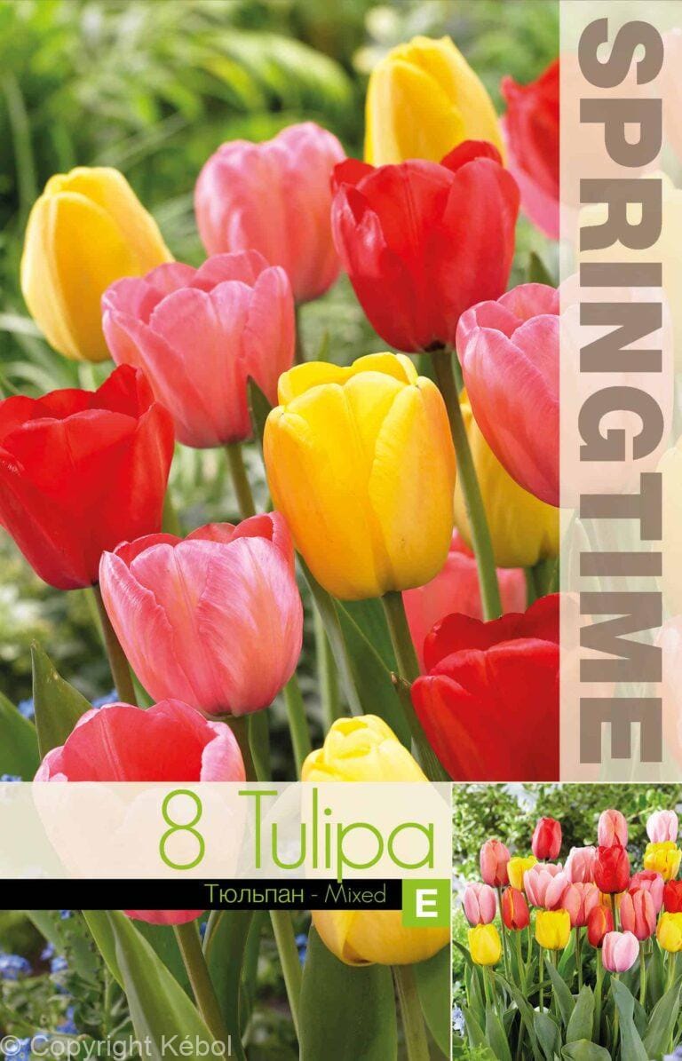 Tulipa Darwin Hybrid Mixed - RB