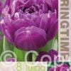Tulipa Blue Diamond - RB