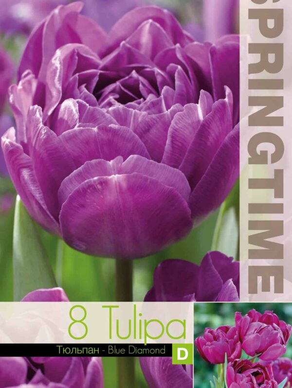 Tulipa Blue Diamond - RB