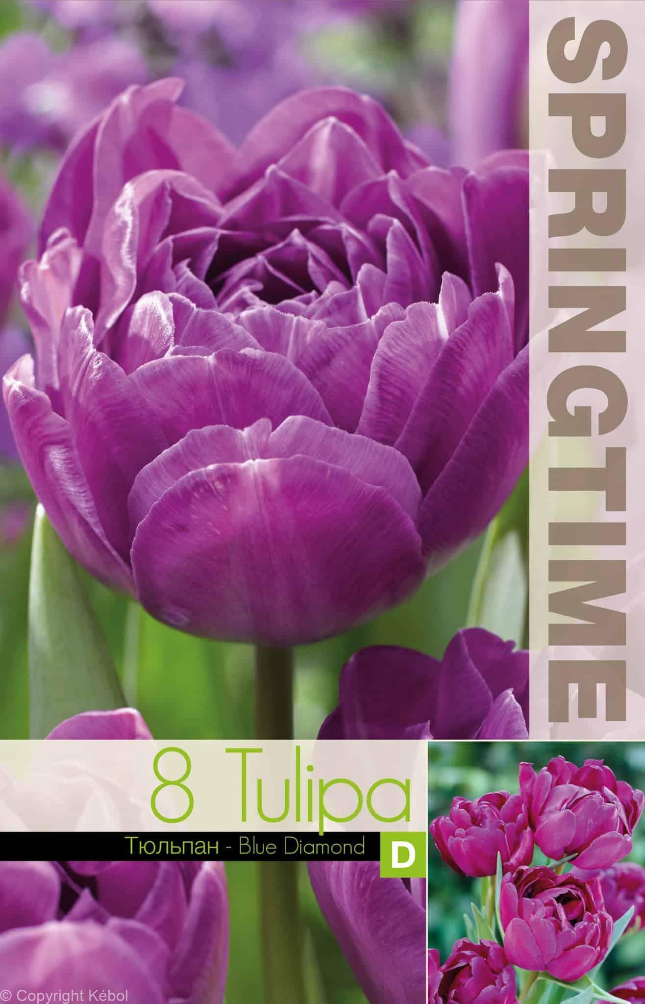 Tulipa Blue Diamond - RB