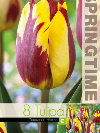 Tulipa Helmar - RB