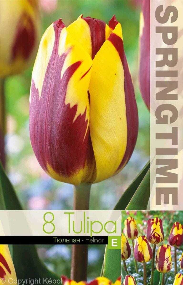 Tulipa Helmar - RB