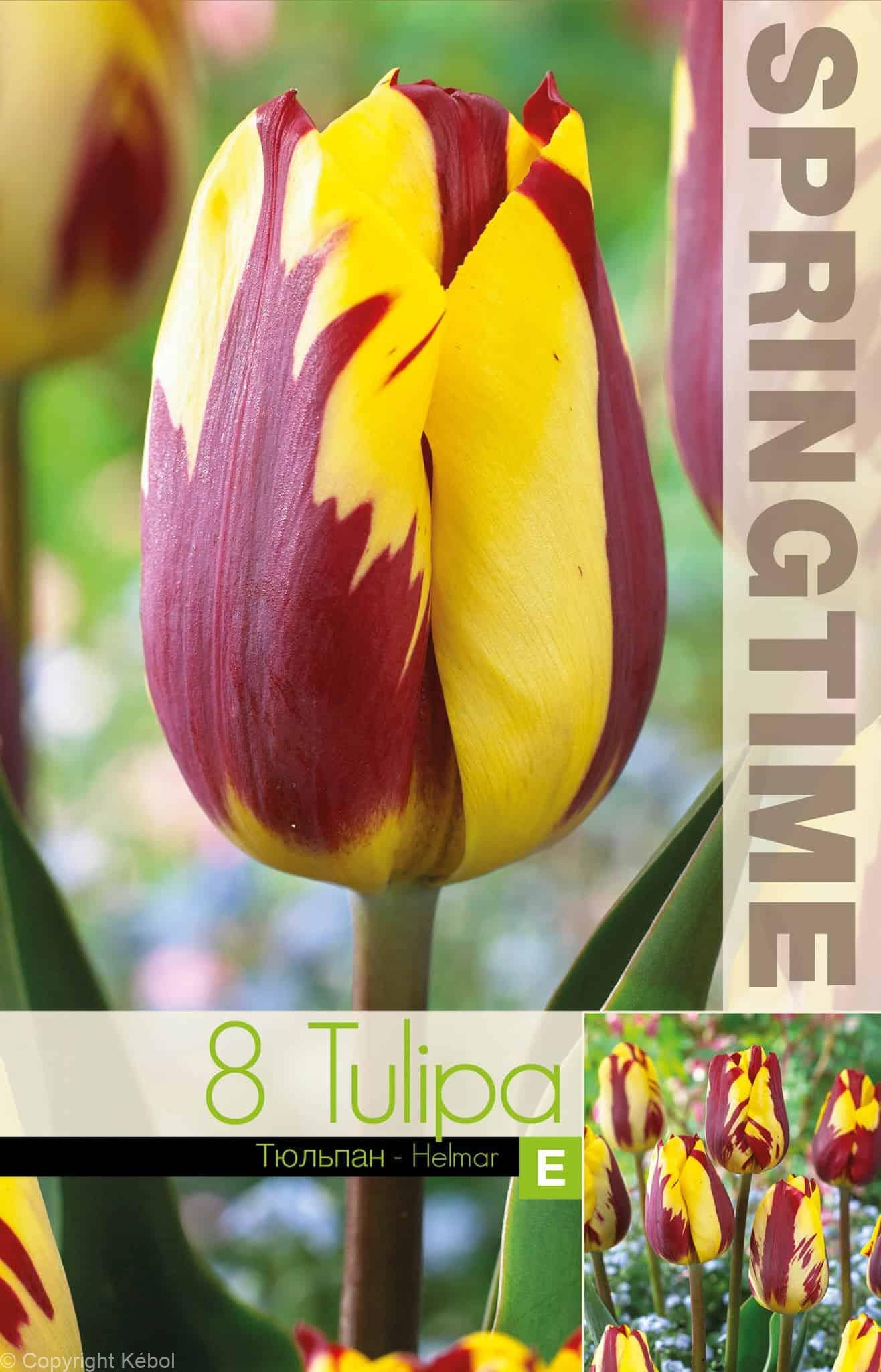 Tulipa Helmar - RB