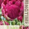 Tulipa Royal Acres - RB