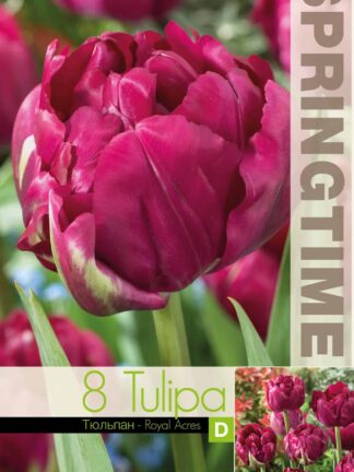 Tulipa Royal Acres - RB