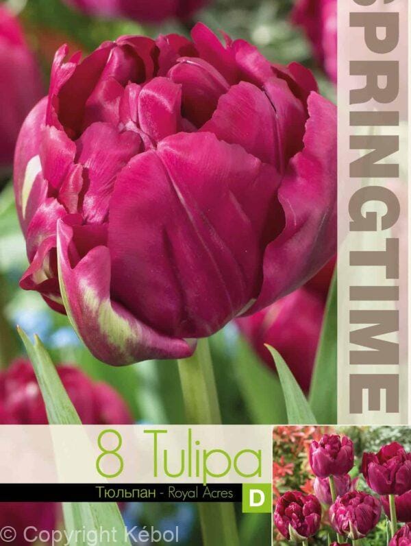 Tulipa Royal Acres - RB