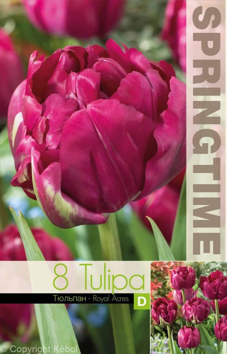 Tulipa Royal Acres - RB
