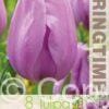 Tulipa Alibi - RB