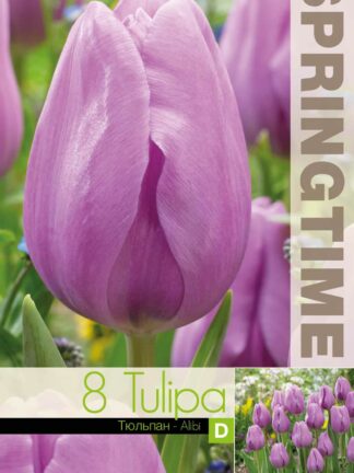 Tulipa Alibi - RB