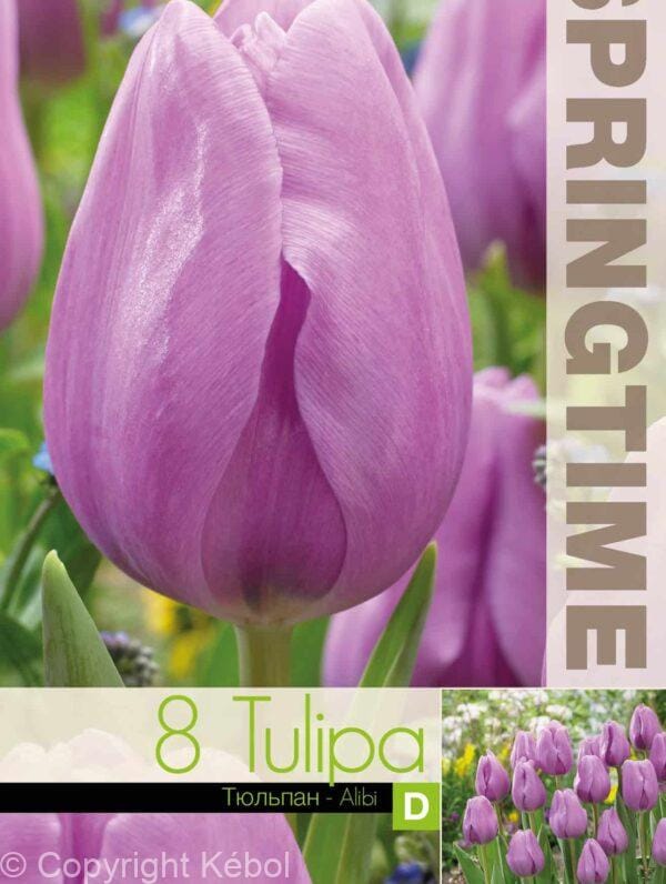 Tulipa Alibi - RB