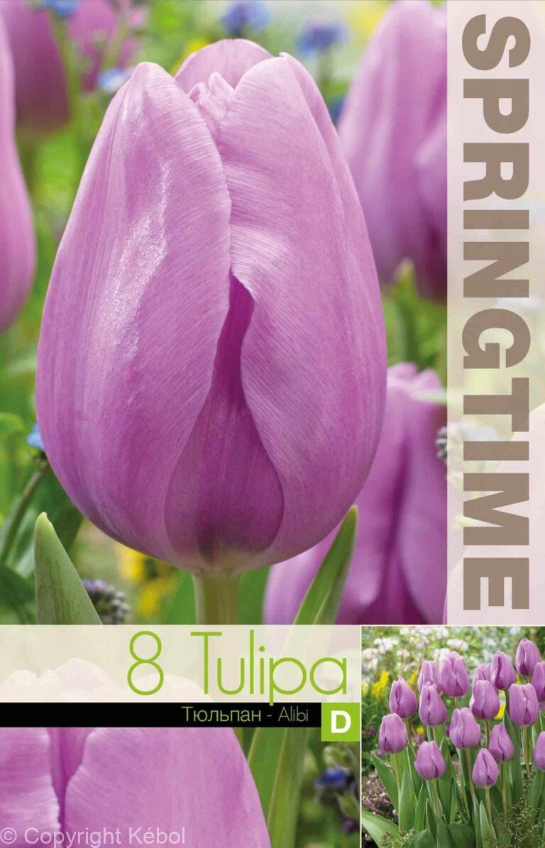Tulipa Alibi - RB