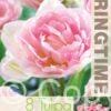 Tulipa Angelique - RB
