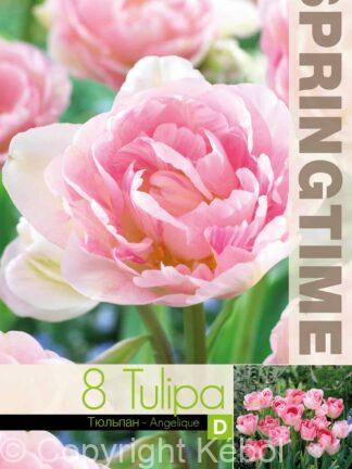 Tulipa Angelique - RB