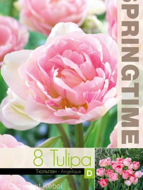 Tulipa Angelique - RB