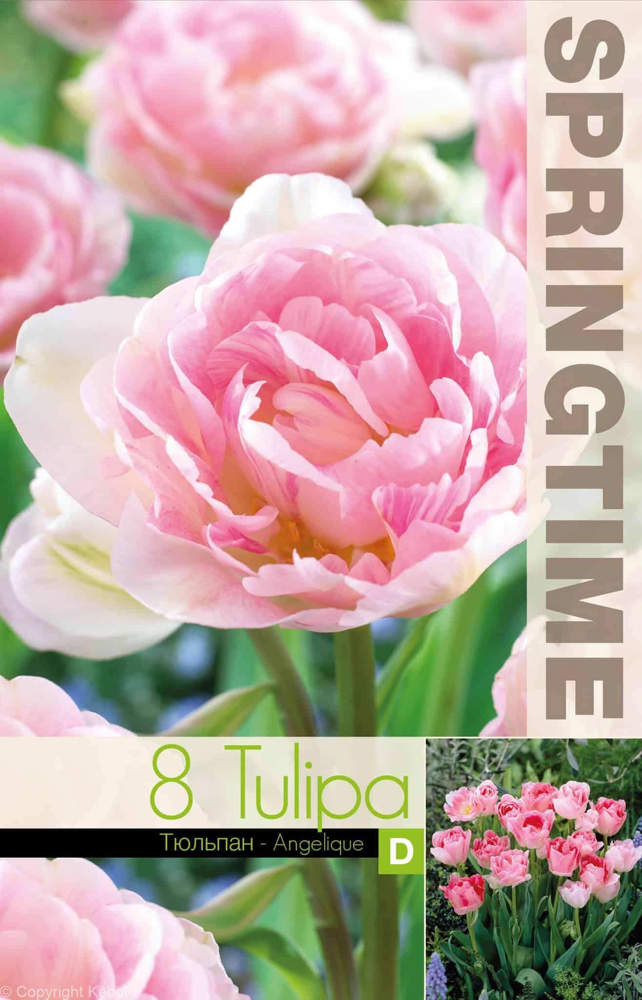 Tulipa Angelique - RB