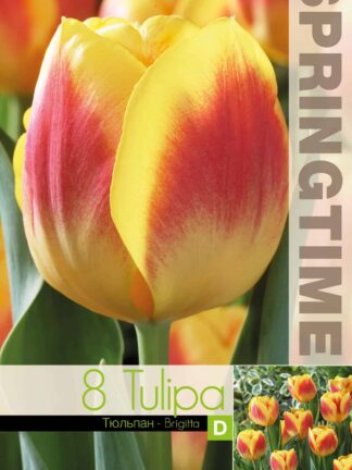 Tulipa Brigitta - RB