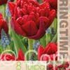 Tulipa Miranda - RB