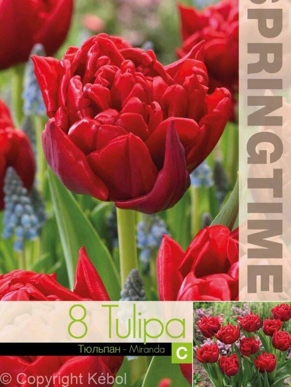 Tulipa Miranda - RB