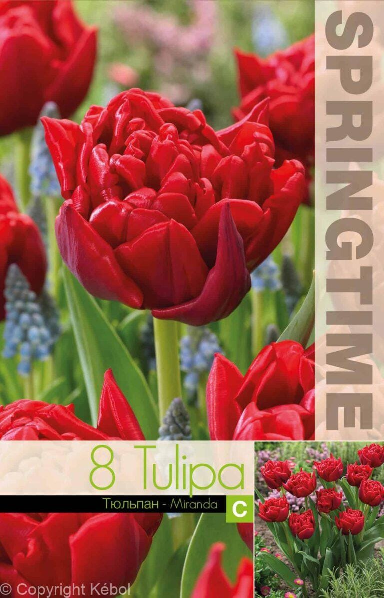 Tulipa Miranda - RB