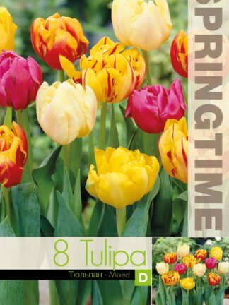 Tulipa Double Late Mixed - RB