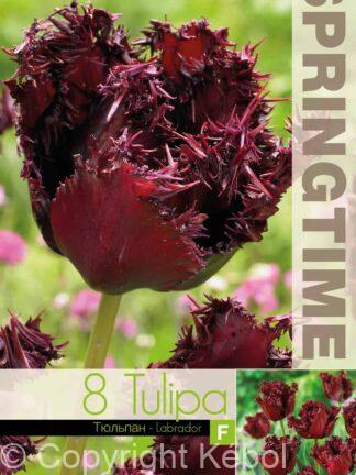 Tulipa Labrador - RB